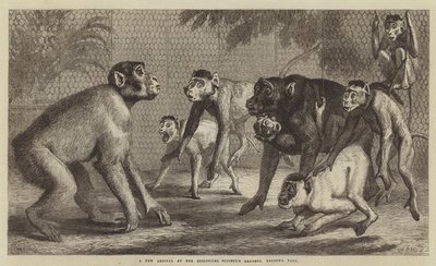A New Arrival at the Zoological Society